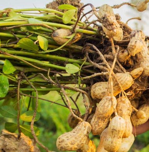 Peanut Seeds - Virginia Jumbo - Organic - 20+ Seeds - Glasgow's Goods