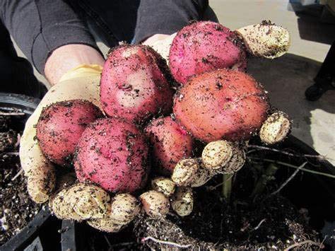 Simply Seed - 5 LB - Red Pontiac Potato Seed - Non GMO - Naturally Grown - Order Now for Spring Planting